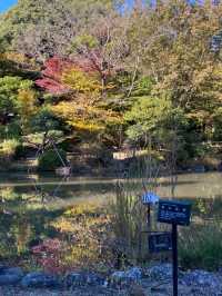 The Best Places to Enjoy Autumn Foliage in Nagoya