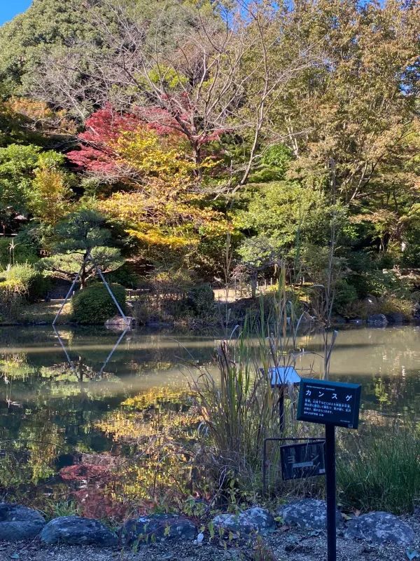 The Best Places to Enjoy Autumn Foliage in Nagoya