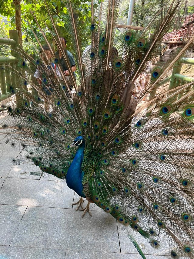 洛陽 ｜ 竹海野生動物園旅遊攻略。