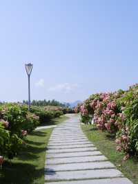 8000株粉紙扇花在這個盛夏盛開  
