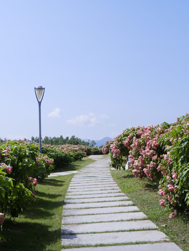 8000株粉紙扇花在這個盛夏盛開  