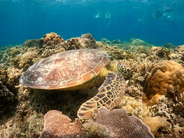 【吉爾巴島探秘記】地中海的隱秘寶石，你的下一個旅行目的地。