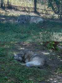 底特律動物園遊玩全攻略。