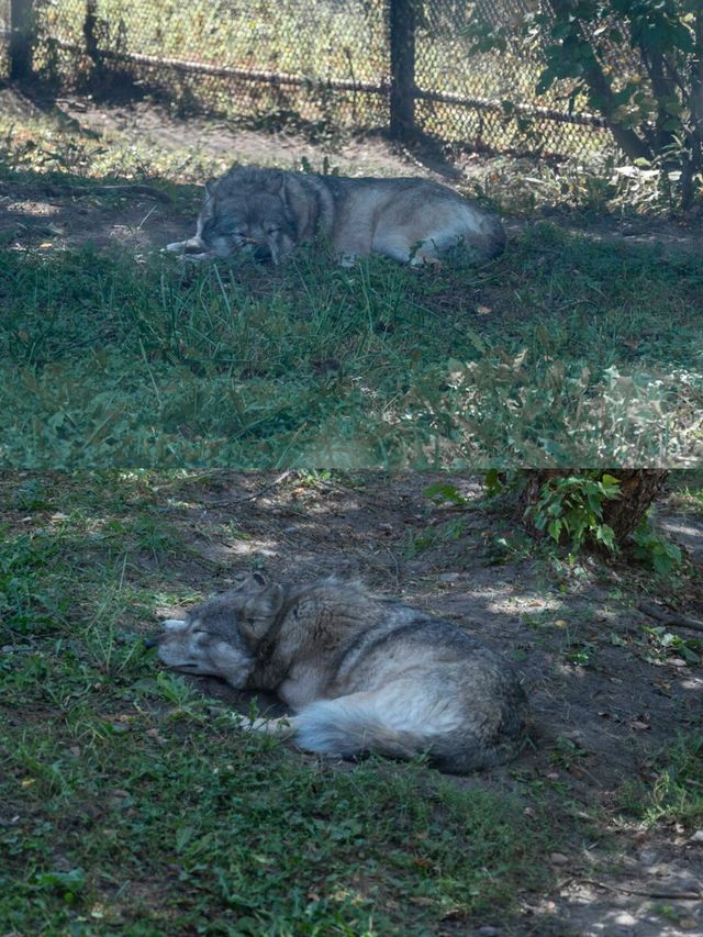 底特律動物園遊玩全攻略。