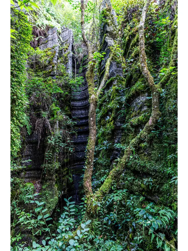 4-day itinerary for seniors in Enshi Tujia and Miao Autonomous Prefecture. 