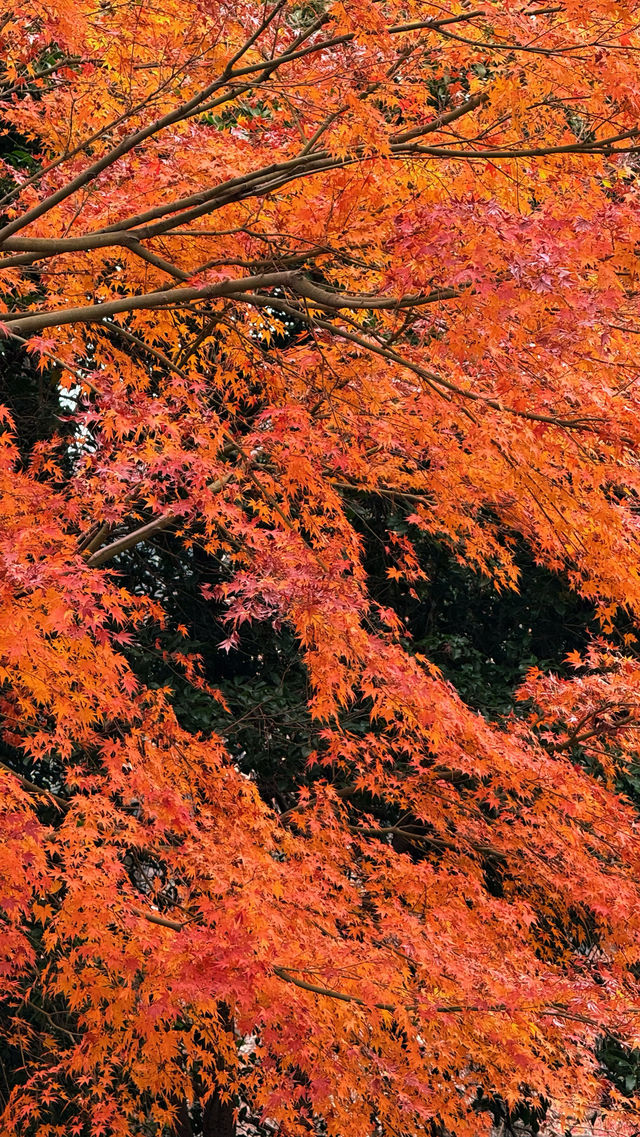 12月23日 實況四大賞楓之一蘇州天平山