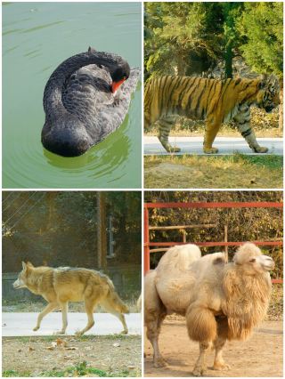 Winter Reverse Travel | Jiaozuo Zoo Interactive Travel Guide