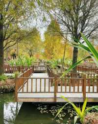 廈門濕地公園落羽杉紅了？？？