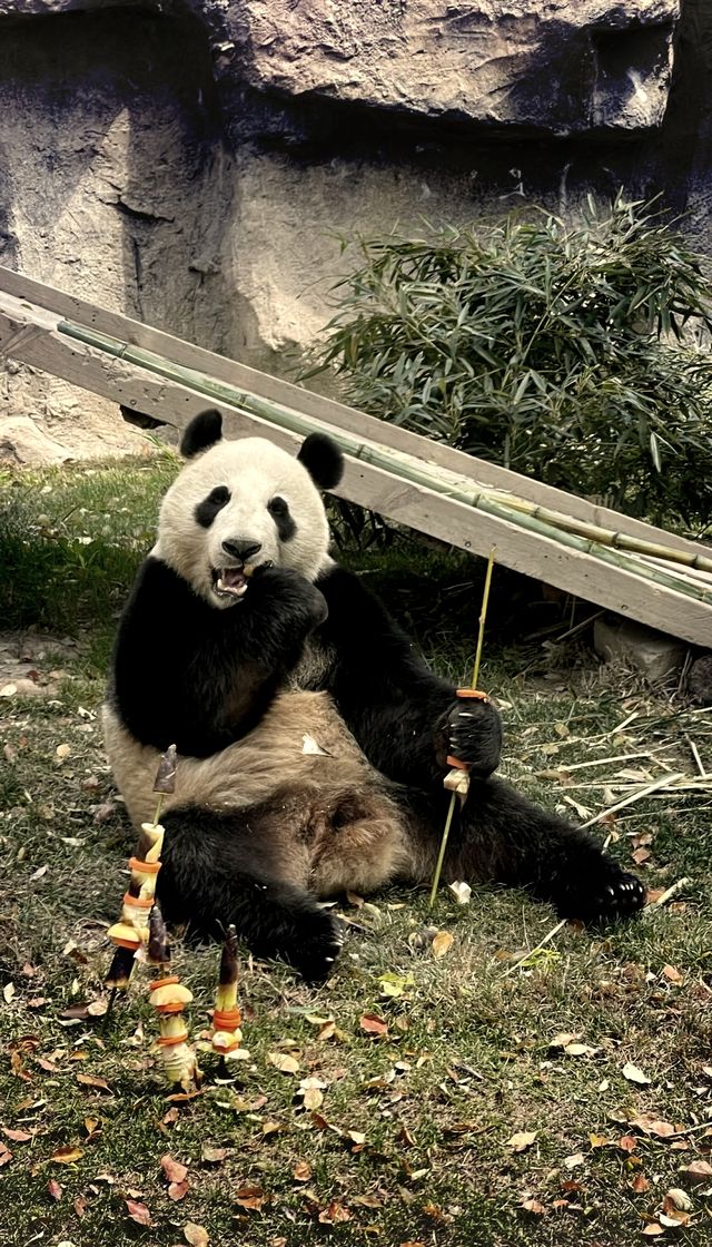 上海野生動物園