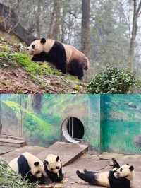 雅安熊貓基地大揭秘：你不知道的熊貓世界！