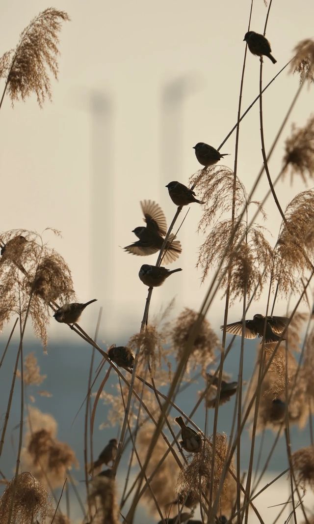 行攝在石家莊正定滹沱河
