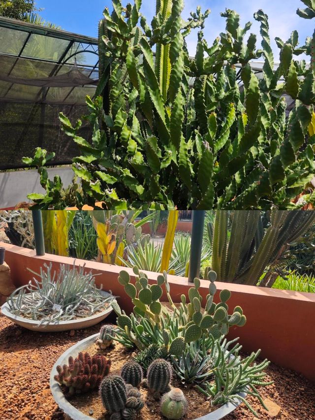 探索斯里蘭卡漢班托特乾區植物園：赤道上的綠色奇蹟