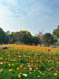 免門票，0元走進七彩莫奈花園～