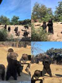 來瀋陽怎麼能錯過超有趣的瀋陽森林動物園！奉上保姆級攻略