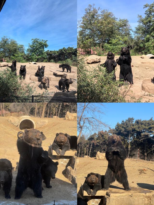 來瀋陽怎麼能錯過超有趣的瀋陽森林動物園！奉上保姆級攻略