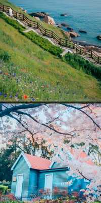青島春日賞花指南：萬次春和景明，盡在花間青島
