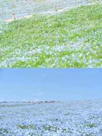 接下來日本的花，粉蝶藍：宮崎駿動畫裡的世界🪄