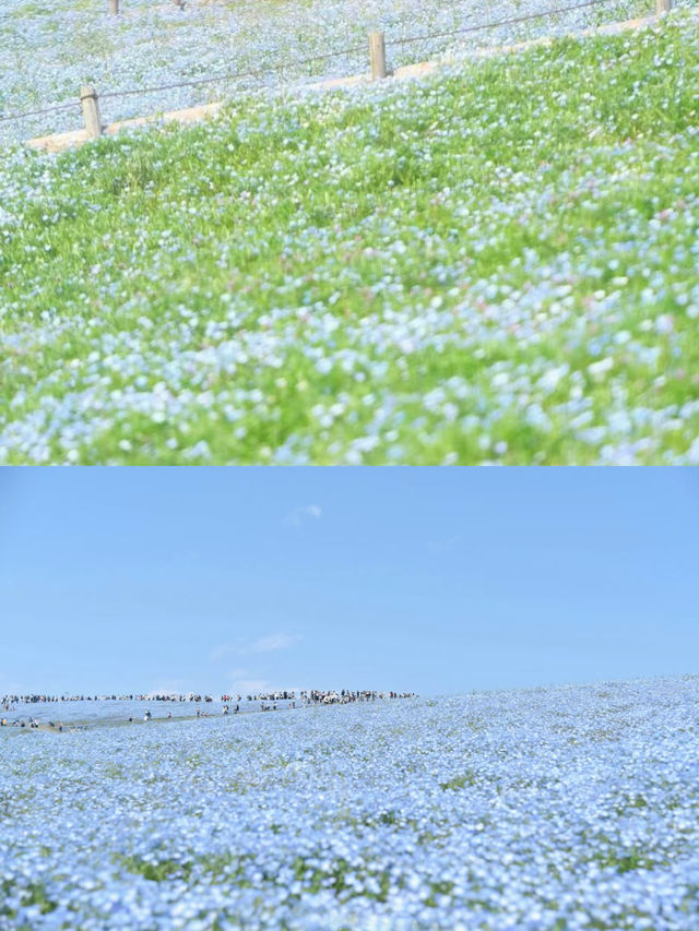 接下來日本的花，粉蝶藍：宮崎駿動畫裡的世界🪄