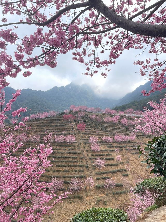 廣東梅州陰那山｜春日快奔赴一場浪漫花約