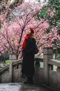 成都｜呢個公園免費賞梅！地鐵直達！