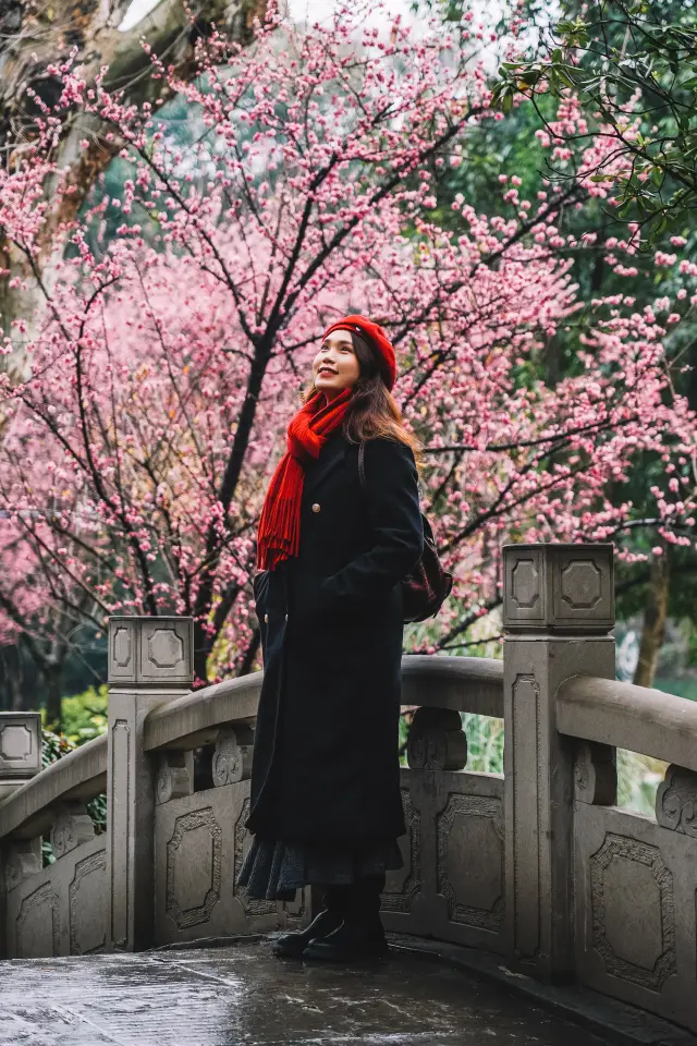 Chengdu | Free Plum Blossom Viewing in This Park! Direct Subway Access!