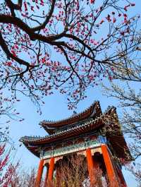 南京Ⅰ金陵冬春交替之時，是梅花編織的綺夢