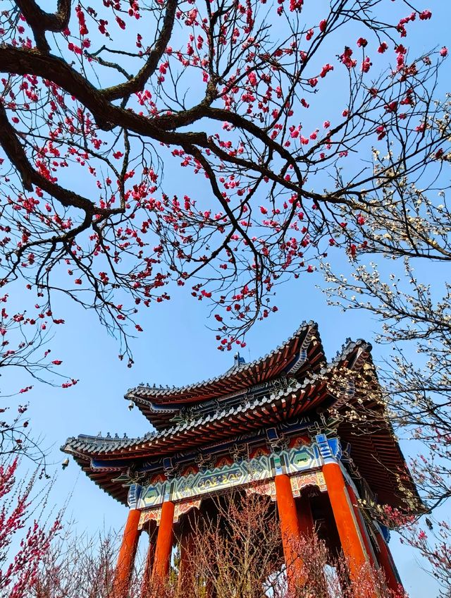南京Ⅰ金陵冬春交替之時，是梅花編織的綺夢