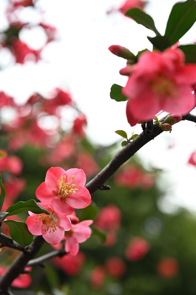 成都棠湖公園｜海棠花即將迎來最佳觀賞期！