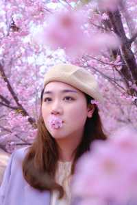去日本做咩啊！！溫州嘅漫山櫻花真係靚到爆