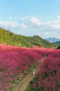 杭州超美櫻花海已到盛花期 錯過等1年