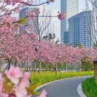🌸“櫻”你而來，一路生花 3.6世博文化公園