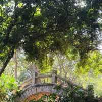 鄧山村古欖園：邂逅魔幻森林，感受震撼樹張力🌳