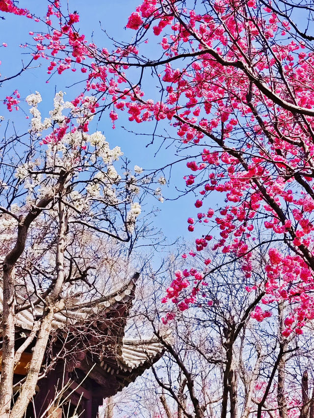 Spring in Kunming