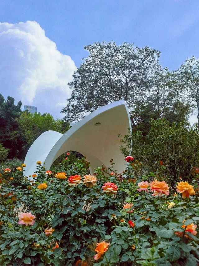 深圳版莫奈花園又有新搞作，打卡一流