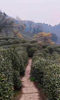煙花三月下江南，杭州春日漫遊 |  邂逅西湖茶園嘅綠野仙蹤