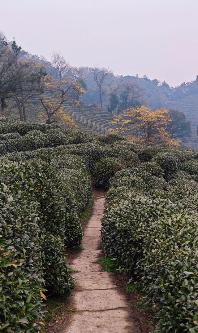 煙花三月下江南，杭州春日漫遊 |  邂逅西湖茶園嘅綠野仙蹤