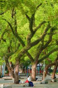 美哭！沒有哪個公園能比它更懂拿捏春和景明了