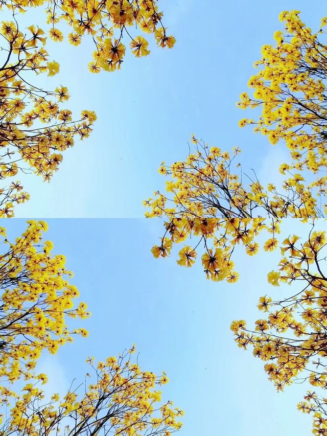 花綻乾坤•開啟一場震撼心靈的視覺盛宴！