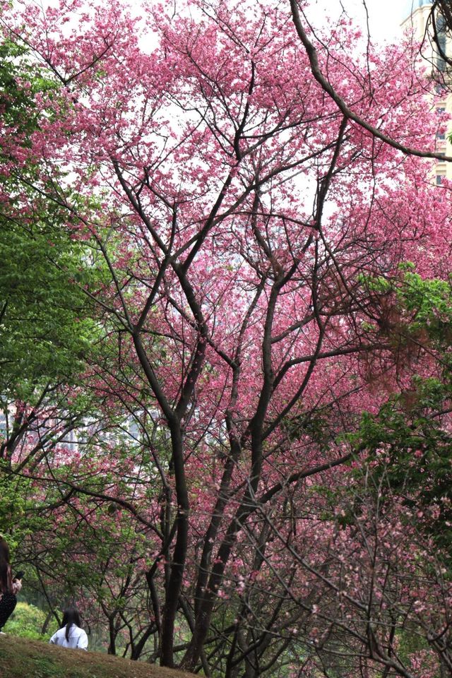 2025年第一波櫻花暴擊預警！~~石門森林公園