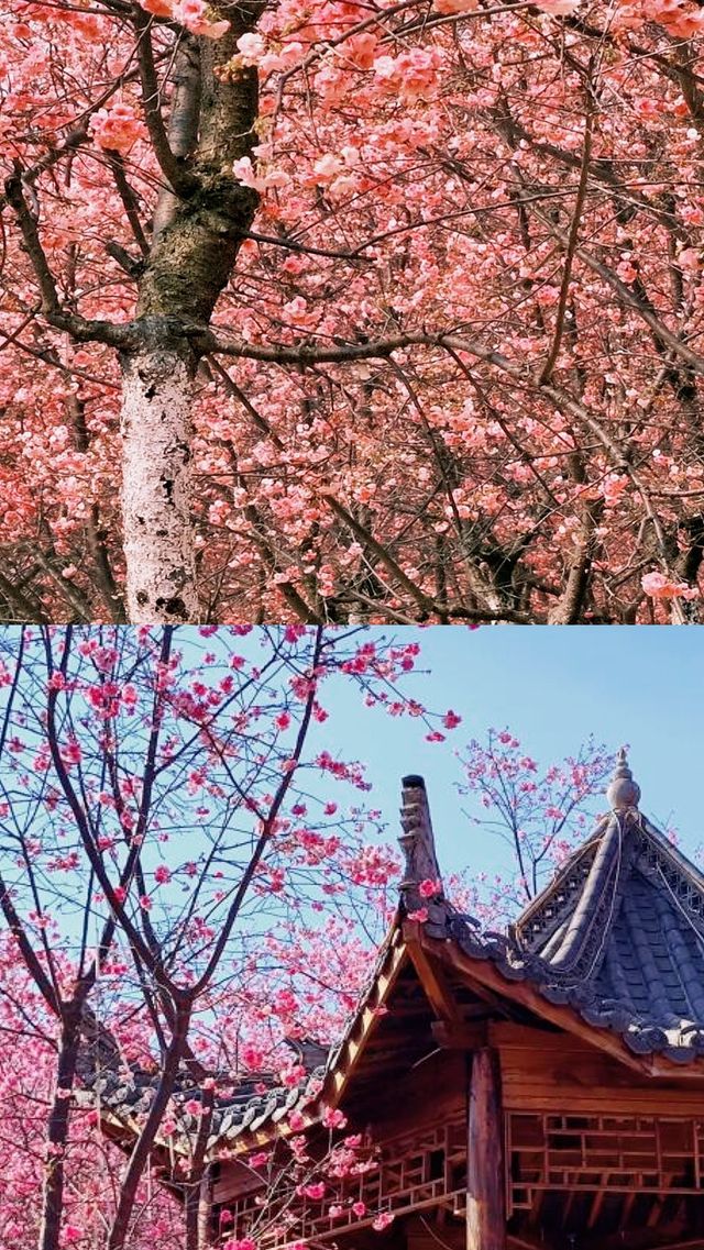 宜良櫻花谷｜漫山遍野嘅櫻花｜雲南