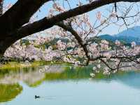 🇯🇵福岡小眾賞櫻地，邂逅漫畫般的櫻花盛景