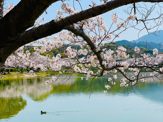 🇯🇵福岡小眾賞櫻地，邂逅漫畫般的櫻花盛景