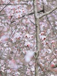 春日限定 | ‌ ‌‌‌南崖清水岩賞桃花遊玩攻略