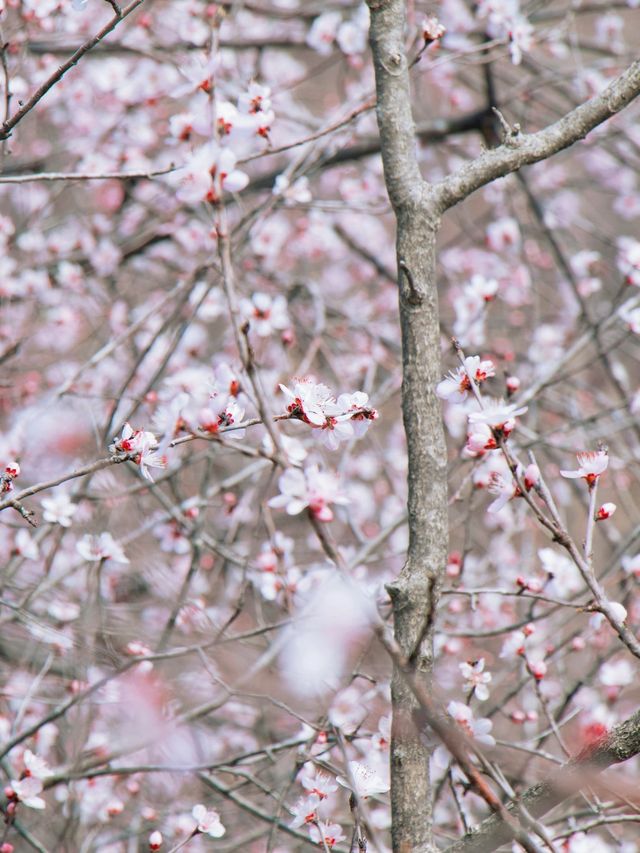 春日限定 | ‌ ‌‌‌南崖清水岩賞桃花遊玩攻略