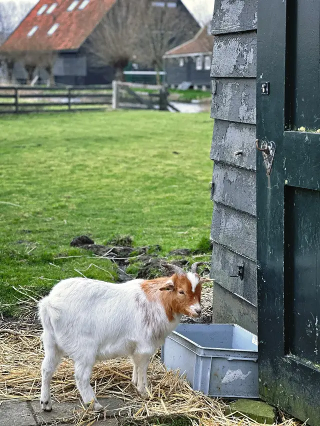 Canals, museums, windmills… unlock the romance and freedom of the Netherlands in one click