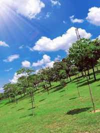 深圳的阿勒泰?寶安的「大草原」也超絕