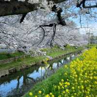 🇯🇵東京賞櫻倒計時！呢個賞櫻地我非推薦不可