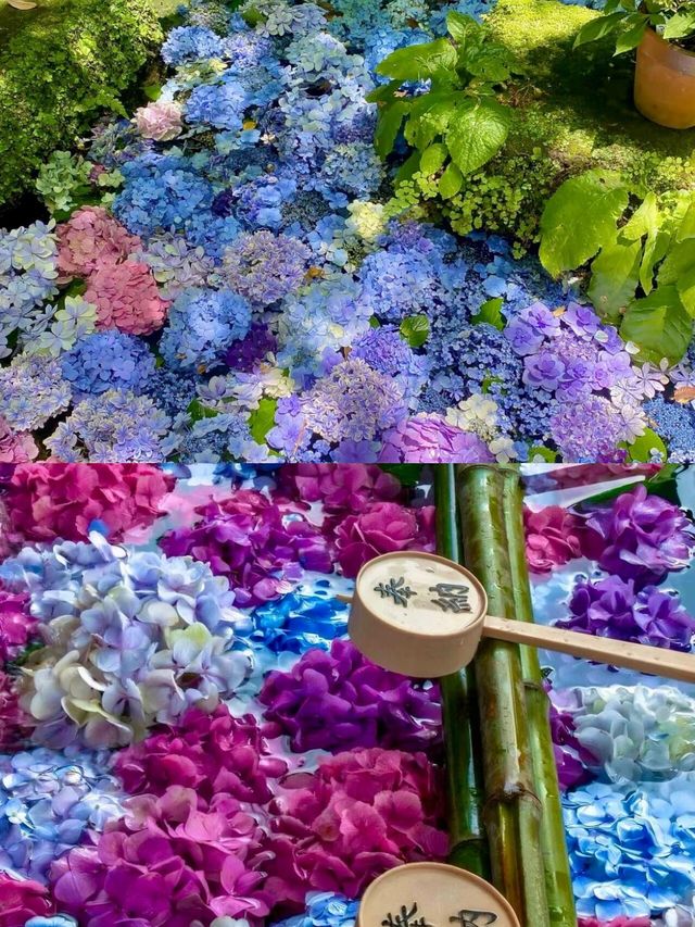 別錯過！每年五月下旬，繡球花開啟夏日限定美景
