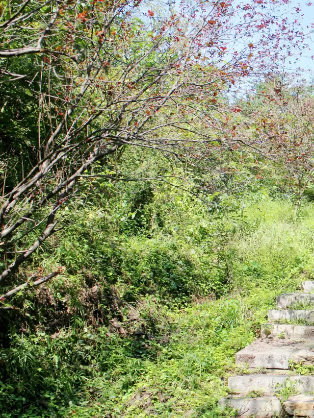 Your Guide to Avoiding the Crowds at Nanjing's Qixia Mountain for Cherry Blossom Viewing