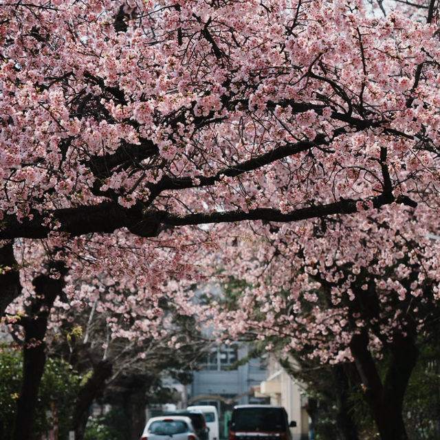 3.26京都櫻花🌸即時直擊